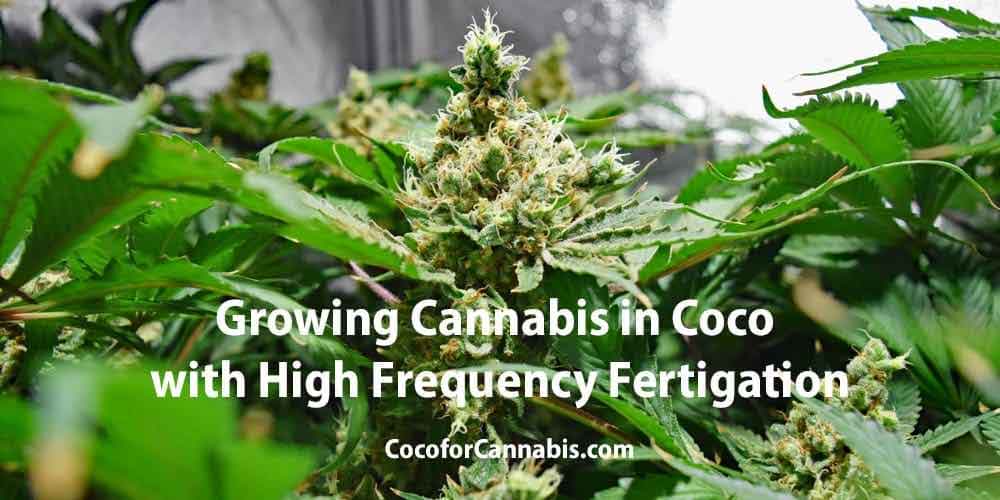 在高频率施肥的可可中种植大麻