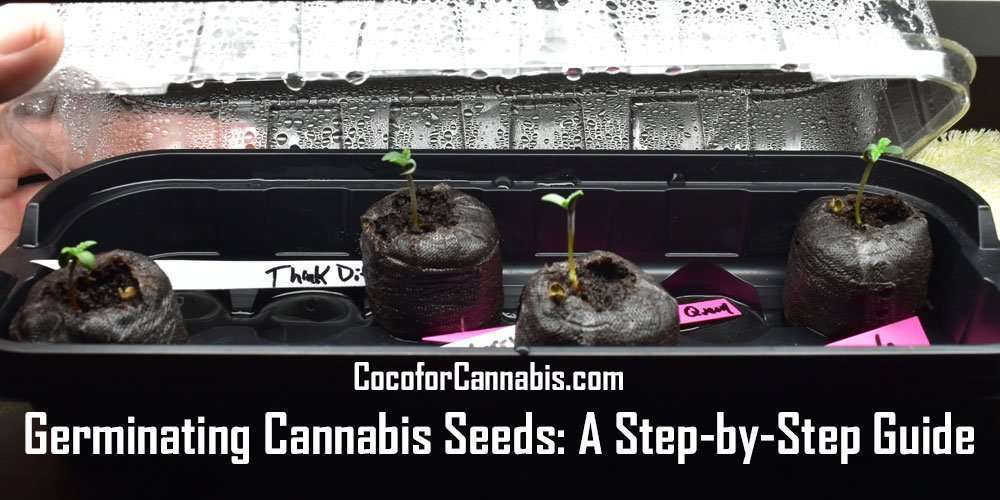 大麻种子发芽的一步一步指导