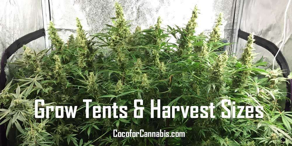 Grow-Tents-and-Harvest-Sizes