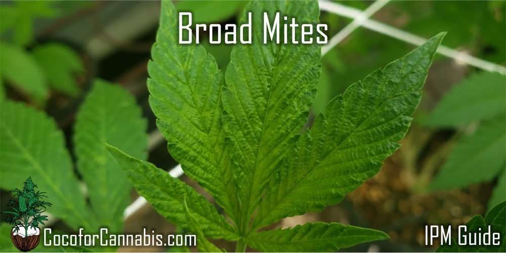 大麻植物上的阔螨