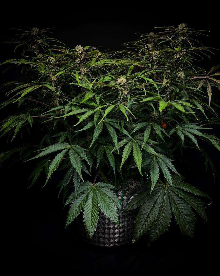 德赢与ac米兰官方区域合作伙伴可可的大麻照片周，黑色带子